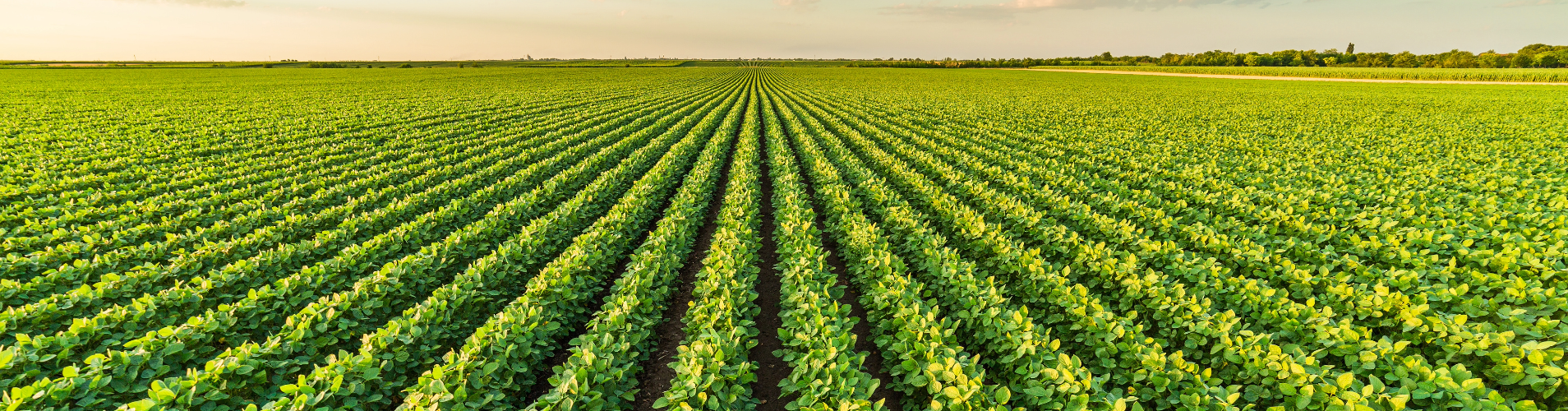 Soybean field.